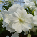 Petunia Tumbelina Diana